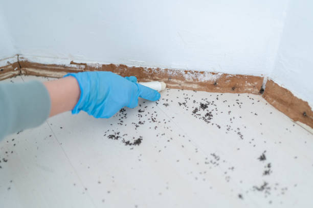 Best Mosquito Control Services  in Siena College, NY